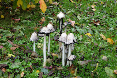 inkcaps